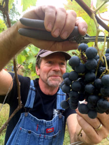 Mountain View Vineyard owner Randy Rice cutting grapes from the vine during the 2016 harvest.