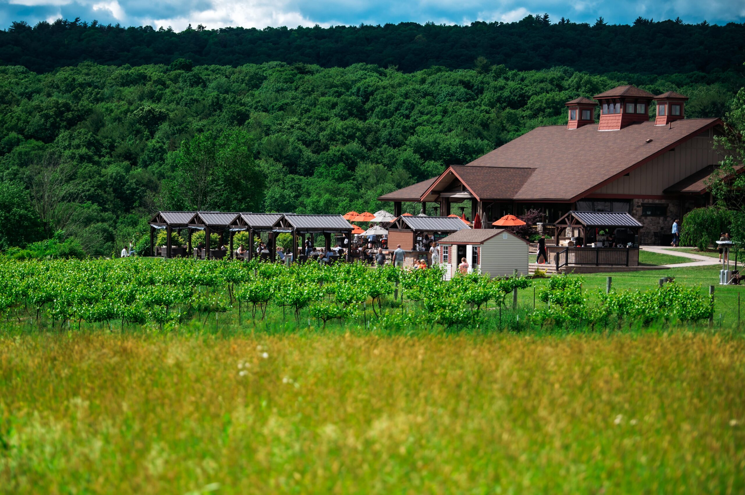 Mountain View Vineyards on a sunny day