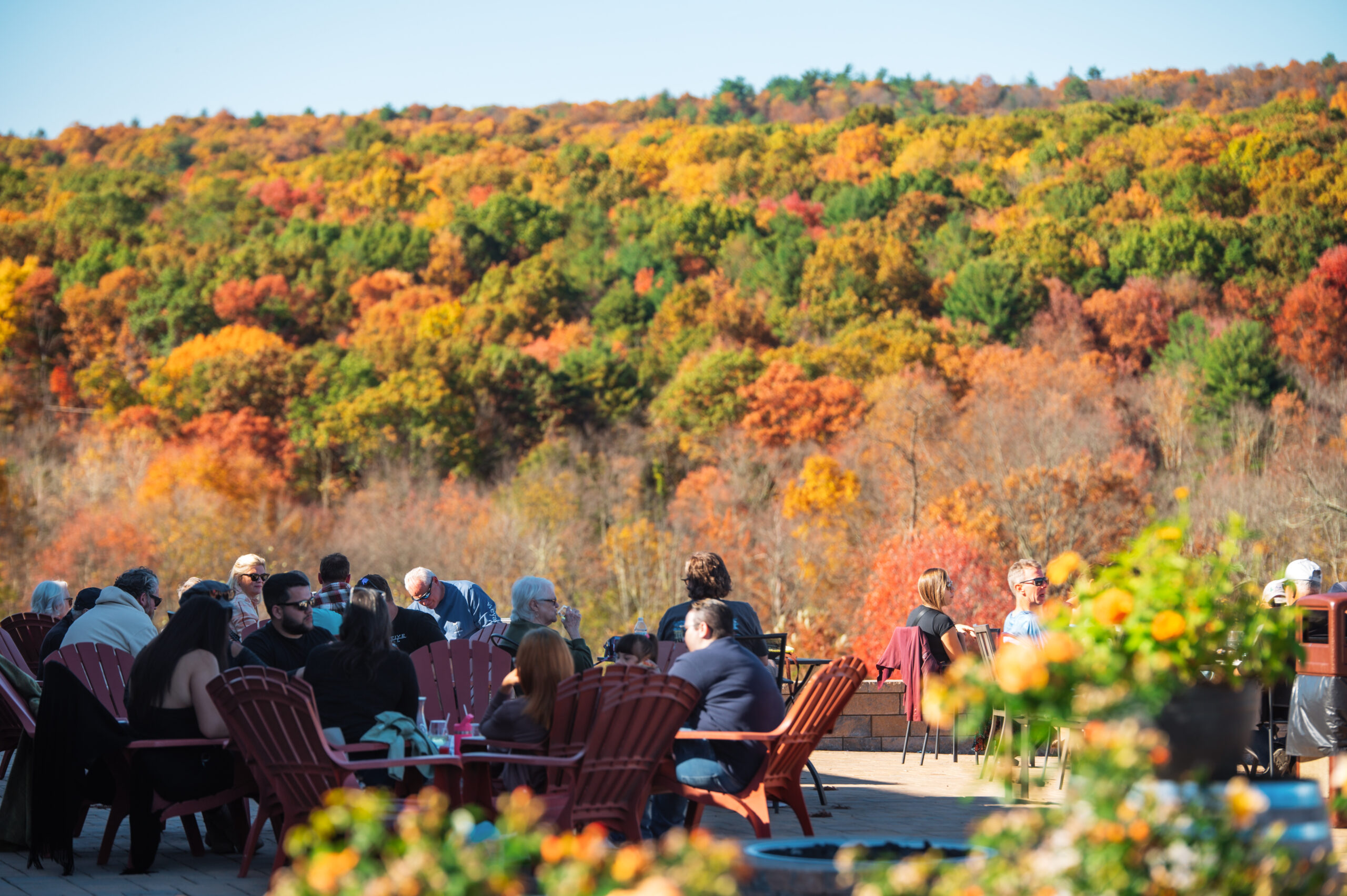 Fall Foliage at Mountain View Vineyard